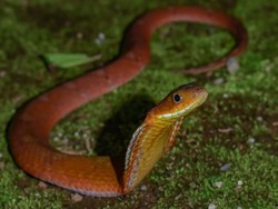 2 Kobra Bersembunyi di Dapur Warga Temon Saat Dievakuasi Damkarmat