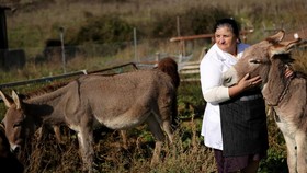 FOTO: Keju Susu Keledai Langka dari Albania, Dijual Rp25 Juta per Kg