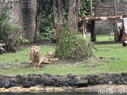 Bikin Gemes! KBS Kenalkan Singa Putih Zeus dan Kiara Sambut Libur Nataru