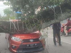 Pohon Besar Tumbang Timpa 4 Mobil di Jalan Abdullah Lubis Medan