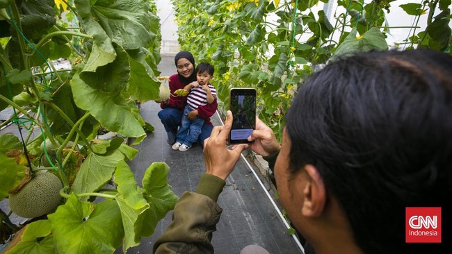FOTO: Jajal Wisata Petik Melon Premium di Tangerang