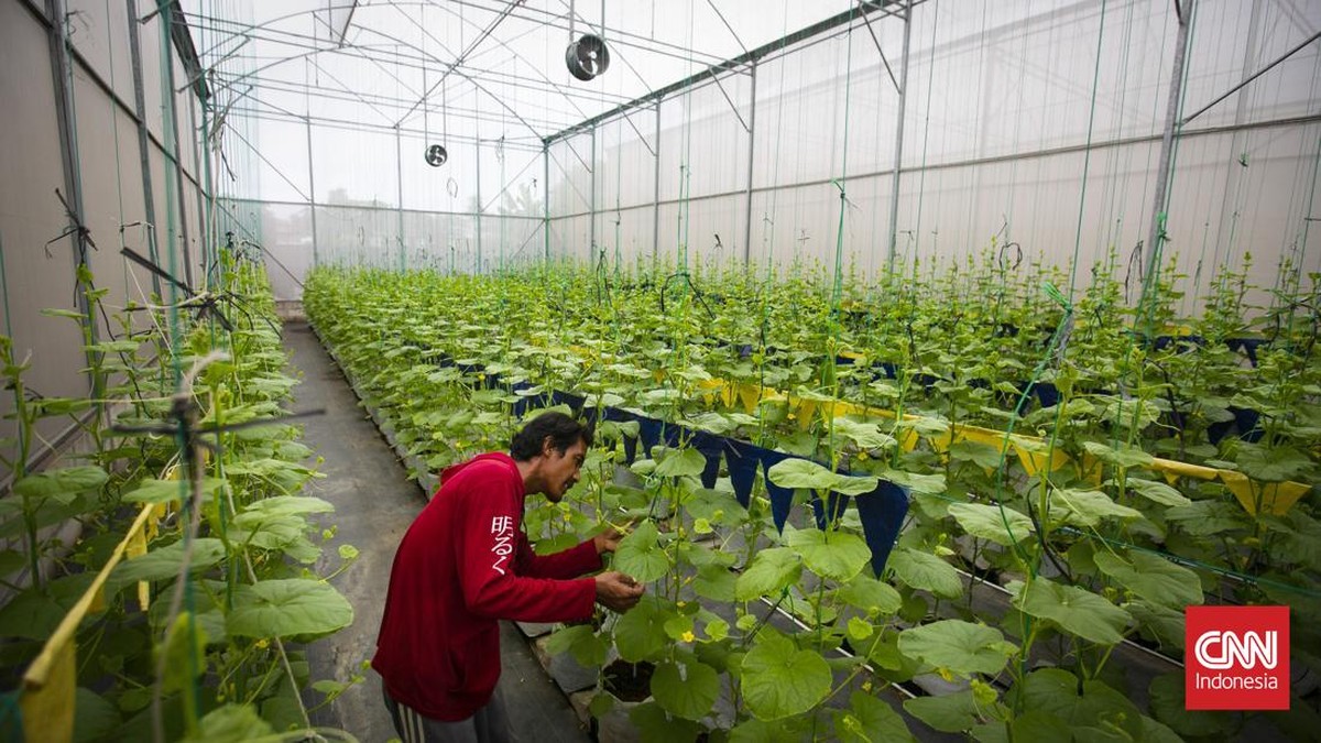 FOTO: Jajal Wisata Petik Melon Premium di Tangerang