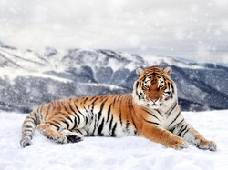 Seperti Manusia, Harimau Siberia Rela Tempuh 200 Km demi Bertemu Pasangannya