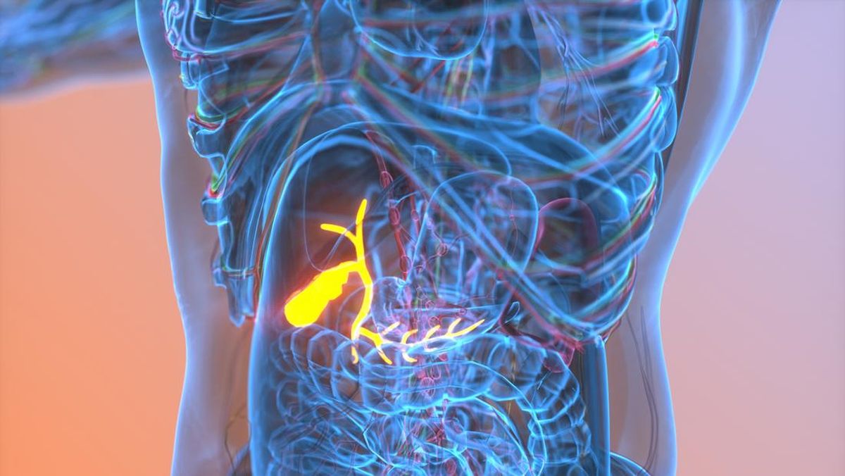 Fungsi Empedu dalam Tubuh Manusia dan Pentingnya untuk Sistem Pencernaan
