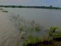 Ratusan Hektare Lahan Padi di Poncosari Bantul Terendam Air