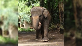 Kronologi Moly Gajah Bali Zoo Mati Usai Terseret Arus Sungai
