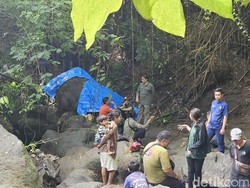 Akhir Hidup Moly, Gajah di Bali yang Terseret Arus Sungai kemudian Mati Kembung