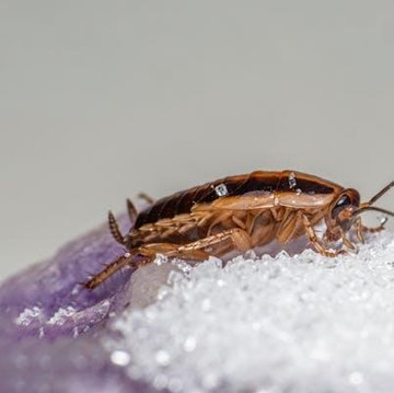 7 Cara Mengusir Kecoak agar Tidak Berkeliaran di Sekitar Rumah