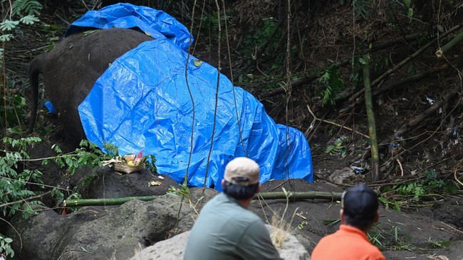 FOTO: Moly Gajah Bali Zoo Dikubur Usai Mati Terseret Arus Sungai