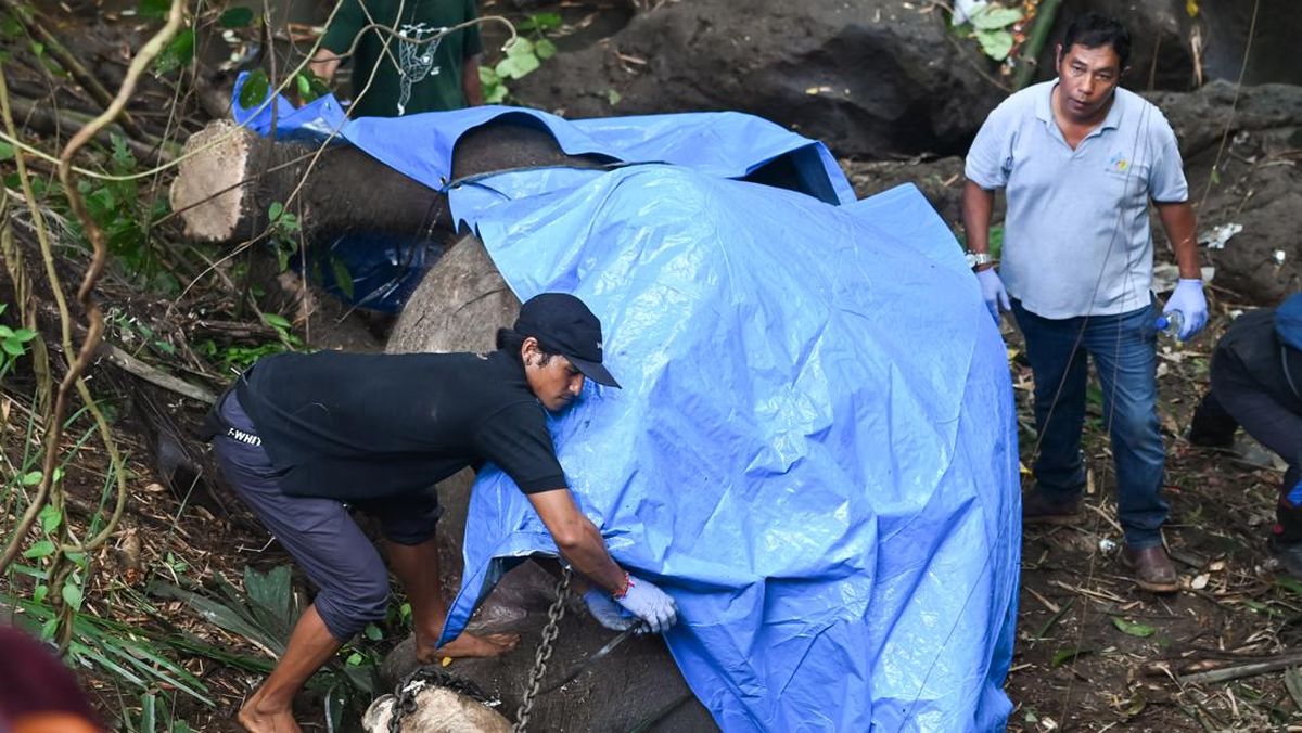 Kemenhut Panggil Pihak Perusahaan Terkait Kematian Gajah di Riau