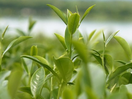 Green Tea Ternyata Punya Manfaat untuk Hidrasi Kulit, Ini Faktanya Bun