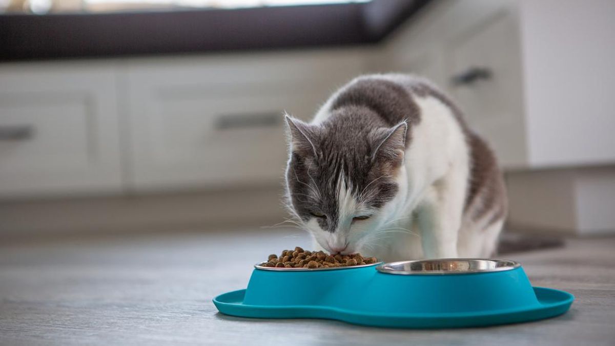 Kucing Tak Pernah Habiskan Makanan? Ini Alasannya Menurut Peneliti