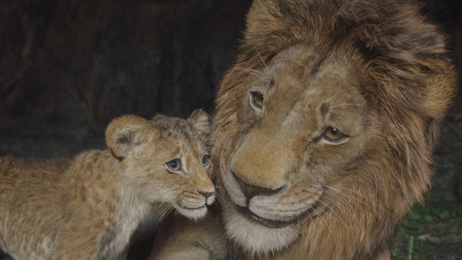 Mufasa: The Lion King berhasil lengserkan Sonic the Hedgehog 3 dan kuasai puncak box office Amerika Utara setelah tiga pekan tayang.
