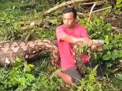 Santai Pria di Enrekang Duduk di Badan Ular Piton Pemangsa Anak Sapi