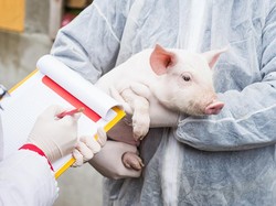 Ilmuwan China Berhasil Bikin Jantung Manusia Berdetak di Tubuh Babi