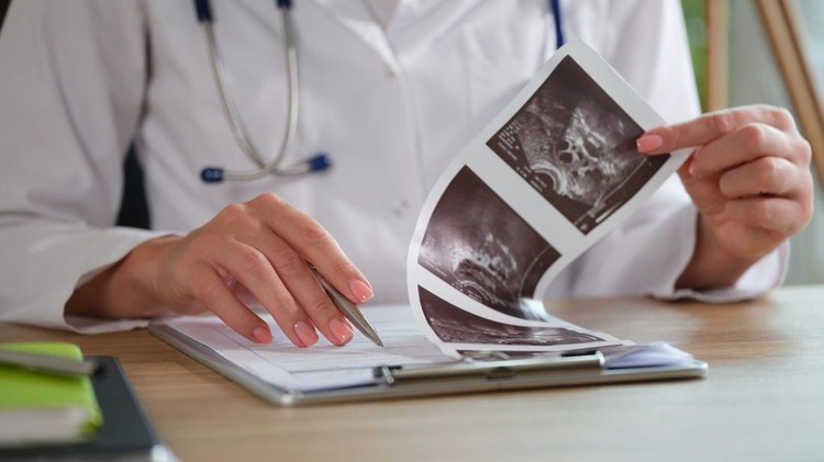 Mengenal Fase Blastula