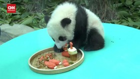 VIDEO: Meriahnya Perayaan Ulang Tahun Bayi Panda di China