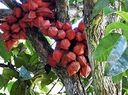 5 Buah Khas Kalimantan, Bangkinang hingga Belimbing Darah