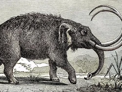Seorang Warga Tak Sengaja Menemukan Fosil Purba di Rumahnya, Ternyata Milik Mastodon