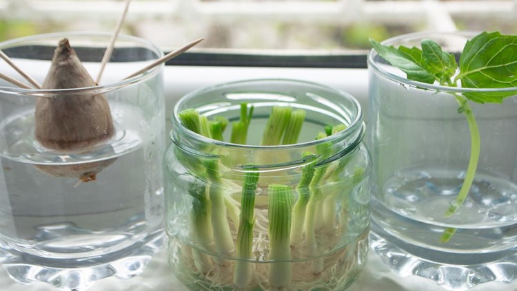 Growing green onions scallions from scraps by propagating in water in a jar on a window sill, basil rooting in water and avocado growing from seed with toothpicks for support