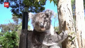 VIDEO: Meriahnya Perayaan Natal Hewan-hewan di Aussie Wildlife Park
