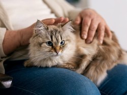 6 Tips Membasmi Kutu Kucing yang Aman dan Tanpa Obat