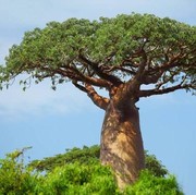 5 Fakta Menakjubkan tentang Baobab, Pohon Kehidupan yang Bisa Tampung 120.000 Liter Air