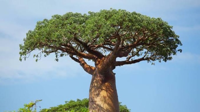 5 Fakta Menakjubkan tentang Baobab, Pohon Kehidupan yang Bisa Tampung 120.000 Liter Air