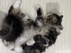 Polisi Cari Airsoft Gun yang Dipakai Sandi Tembak Kucing