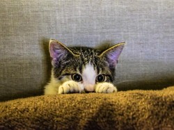 7 Hal yang Ditakuti Kucing, Mulai dari Suara-Aroma