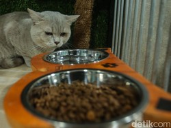 Video: Laris Manis Pet Hotel di Libur Lebaran 2025