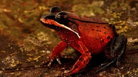 FOTO: Menyambut Para Penghuni Baru Hutan Amazon