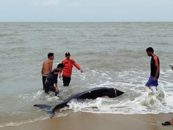 Paus Ukuran 2,5 Meter Terdampar di Pantai Bangka Tengah, Dikembalikan ke Laut