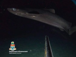Terungkapnya Keberadaan Spesies Misterius di Kedalaman Laut Karibia