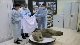 FOTO: Penampakan Mumi Bayi Mammoth Utuh Berusia 50.000 Tahun di Rusia