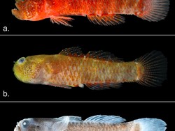 6 Spesies Aneh yang Ditemukan di 2024, Piranha Vegetarian hingga Katak Bertaring