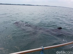 Libur Nataru, Pantai Bentar Probolinggo Ramai Wisatawan Lihat Hiu Tutul