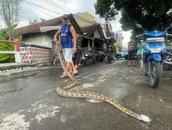 Amit-amit Jangan Sampai Kejadian! Waspadai Cara Ular Bisa Masuk ke Rumah