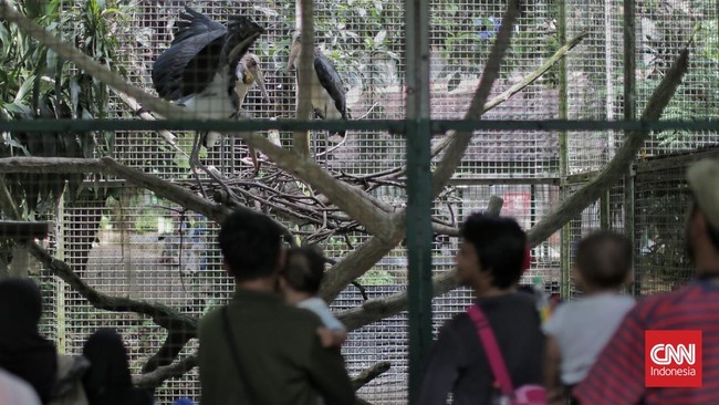Taman Margasatwa Ragunan di Jakarta Selatan akan buka malam mulai 11 Oktober. Program "Night at the Ragunan Zoo" menawarkan pengalaman melihat satwa nocturnal.