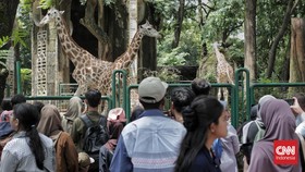 Akses ke Ragunan Macet, Warga Pilih Turun Angkot dan Jalan 2 Kilometer