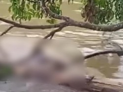 Mayat Pria Ditemukan Tersangkut di Batang Pohon Musi Rawas