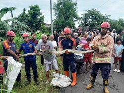 Mak Tratap! Ular Sanca 3 Meter Ditemukan Sembunyi di Gorong-gorong