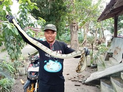 Hii! Ular Piton 2,5 Meter Sembunyi dalam Lemari Pakaian Warga Klaten
