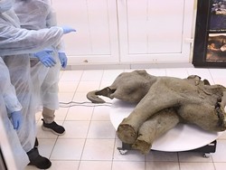Ilmuwan Temukan Fosil Yana, Bayi Mammoth Utuh dari 50 Ribu Tahun Lalu