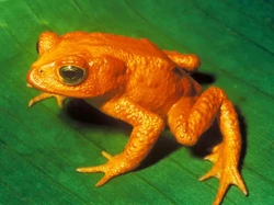 16 Daftar Hewan Punah Terbaru, Didominasi Fauna Katak dan Burung