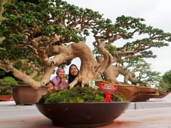Cara Merawat Bonsai dan Membentuknya Menjadi Indah