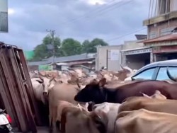Gerombolan Sapi Panik hingga Seruduk Warga gegara Sirine Damkar