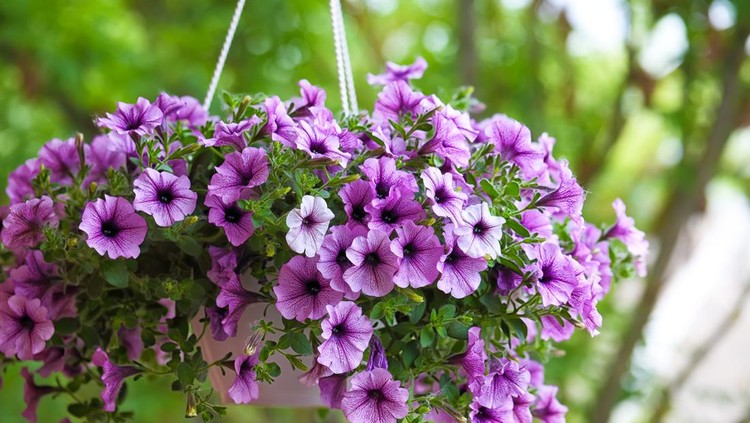 purple petunia flowers in the garden in Spring time. Shallow depth of field