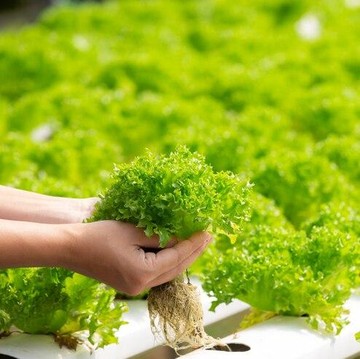 5 Tanaman yang Bisa Ditanam di Air, Cocok untuk Pemula yang Ingin Berkebun Tanpa Ribet!