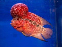Apakah Ikan Minum Air? Begini Jawabannya